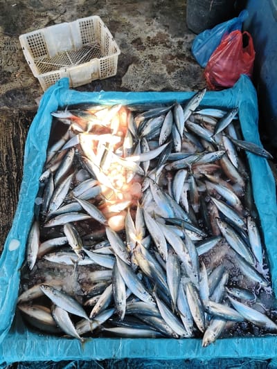 A high-angle photograph depicts a quantity of fresh fish in a blue-lined rectangular container on a dark, textured ground surface. The fish, primarily small to medium-sized, silver-grey in color, are submerged in water mixed with ice chunks. A notable reddish discoloration is present in the liquid towards the upper left side of the container, potentially indicating blood. Bright light reflects off the fish scales and the water surface in the same area. To the upper left of the container, a white, empty, perforated plastic crate rests on the ground. To the upper right, two plastic bags, one red and one blue, stand upright against an unseen wall or darker background element. No individuals are visible. The scene is situated in a market or fish handling area in Tuha Gp Gajah, Indonesia.