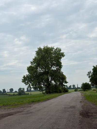 This image shows a rural scene with a paved road on the right side. The road runs alongside a field of green crops and is bordered by trees. A large, leafy tree is prominently featured in the left-center of the image, its branches extending upwards. In the background, more trees line the horizon, and a utility pole with wires is visible. The sky is overcast with light clouds. The overall impression is of a quiet, somewhat overcast day in a rural landscape. There are no people or specific objects that suggest an activity or event, other than the road itself suggesting travel or passage. The time of day appears to be daytime, and the weather is cloudy. The location is identified as Bezimenne, Ukraine. There is no visible text in the image.