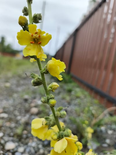 A close-up, eye-level, outdoor shot focuses on a single stalk of yellow flowers with buds, positioned centrally within the frame. The stalk is green and fuzzy, with the yellow flowers blooming at intervals along its length. The topmost flower, fully open, exhibits five petals and has prominent orange stamens. The background is blurred, showing a gravelly ground with sparse green vegetation and a brown wooden fence running diagonally from the upper right to the lower left. The sky appears overcast. The scene is located in the city of Katun, Russia.