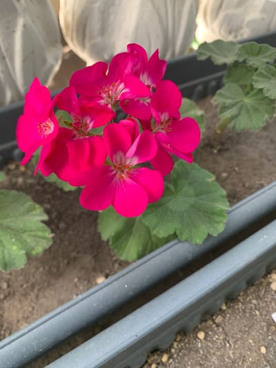 This is a close-up, top-down view of a cluster of vibrant pink geranium flowers. The flowers are the primary subject, with their petals unfurled, revealing delicate stamen and pistils in shades of orange and white. Several green leaves are visible, some directly behind the flowers and others in the background, suggesting the plant is in a garden or greenhouse setting. The background consists of soil with small pebbles, and the edge of a gray plastic planter box or tray. The overall lighting suggests it is daytime, possibly outdoors or in a well-lit indoor space. There are no people or animals visible. The scene appears calm and natural, focusing on the beauty of the blooming flowers. The location context provided is Mardakan, Azerbaijan. No text is visible in the image.