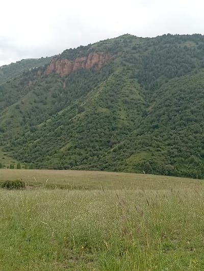 An outdoor, vertically oriented, medium shot captures a natural landscape. The foreground is dominated by a field of tall, green grass with some shorter white flowers interspersed throughout. In the mid-ground, a flatter, shorter grass field is visible, leading towards a large, densely forested mountain. The mountain is covered in a variety of green trees and shrubs, with a prominent reddish-brown rock face visible on its upper slopes. The sky is overcast and a pale grey. There are no visible people or structures in the image. The scene appears to be located in a rural or mountainous area.