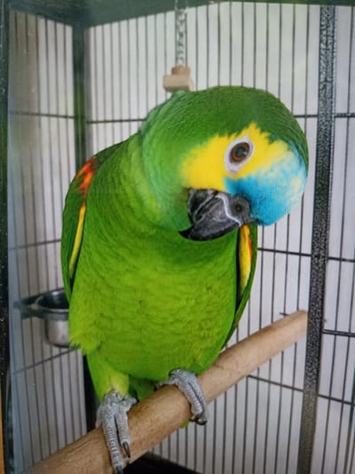 A close-up, head-and-shoulders shot shows a vibrant green parrot perched on a wooden dowel inside a metal cage. The parrot's head is tilted, revealing a bright yellow forehead and crown, with a blue patch above its beak. Its eye is a dark brown iris surrounded by a white eye-ring. Patches of red and yellow feathers are visible on its shoulders. The background consists of the cage bars and a glimpse of a food or water dish on the left. The overall lighting is even, highlighting the rich colors of the bird. There is no indication of the location being in the city of Чехов-2, Russia.
