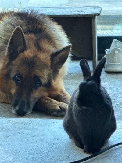 A German Shepherd lies on a textured surface, its head resting on its paws. The dog's fur is a mix of tan and brown, with dark markings on its face. Its eyes are dark and alert, looking towards the viewer. Beside the dog, a dark-colored rabbit is perched, with its ears standing up. The rabbit appears to be looking off to the side. In the background, there is a wooden structure and a window, suggesting an outdoor or partially sheltered location. A white object, possibly a shoe or a piece of fabric, is visible near the top of the frame. The lighting suggests it might be daytime. The overall scene conveys a sense of calm companionship between the two animals. The concrete-like ground and the wooden elements hint at a rustic or backyard setting.