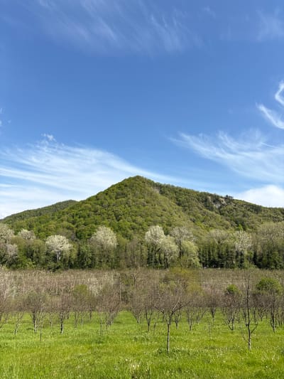 The image presents a vibrant, clear daytime landscape in Beregovoe, Russia, characterized by a bright blue sky, a tree-covered hill, and an agricultural field.
The upper half of the frame is dominated by a clear, azure sky, adorned with scattered, wispy white cirrus clouds that add texture and depth without obscuring the sun. These clouds stretch across the sky in delicate, feathery patterns, suggesting fair and pleasant weather.
Below the sky, a prominent hill or mountain rises, its slopes densely covered with a variety of green trees. The foliage appears lush, with varying shades of green, and several patches of trees display white blossoms, indicative of flowering fruit trees or other blooming species, suggesting an early spring season. The rugged contours of the hill are softened by the extensive tree cover.
In the mid-ground and foreground, an expansive field stretches out, featuring rows of bare-branched trees or vines. These appear to be in a dormant state, or just beginning to show signs of new growth, consistent with a vineyard or orchard in early spring. The ground beneath these plants is blanketed with vibrant, rich green grass, speckled with numerous tiny white flowers, possibly dandelions or similar wild blooms.
The overall scene conveys a sense of peaceful natural beauty and agricultural activity, captured under bright, natural lighting. The time of day appears to be mid-day or early afternoon. No people or specific activities are visible, and there is no discernible text in the image.
