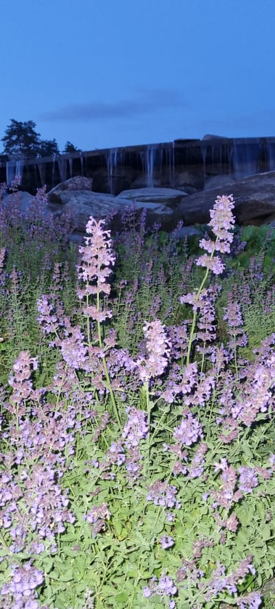 The image depicts a dense field of purple flowers in the foreground. These flowers have a spiky, clustered appearance and are set against a backdrop of green foliage. In the middle ground, a rocky waterfall is visible, with water cascading down over large stones. Beyond the waterfall, a dark silhouette of trees is present against a clear, dark blue sky, suggesting it is either dusk or dawn. The scene is located in Shulgino, Russia. There are no people or animals visible in the image.