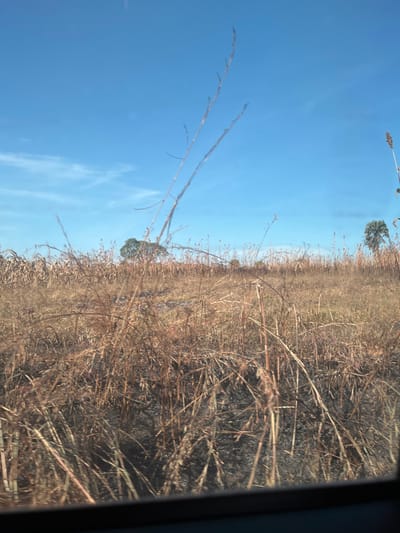 The image depicts an outdoor rural scene in Vodni, Nigeria, under a clear blue sky with minimal cirrus cloud cover. The foreground and midground consist of an expansive field dominated by dry, light brown and tan vegetation, likely mature or dormant crops such as maize or sorghum, interspersed with dried grasses. Distinct patches of dark, possibly charred earth are visible within the field, suggesting recent burning activity. Several tall, slender, leafless plant stalks extend prominently from the foreground upwards into the frame. The horizon line reveals two trees: a broad-canopied green tree on the left and a slender palm-like tree on the right. The bottom edge of the image features a dark, horizontal band, consistent with a vehicle's dashboard or window frame, indicating the photograph was taken from inside a conveyance. No human figures, animals, or artificial structures are visible.