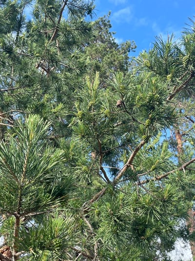 The image presents a detailed close-up of pine tree branches in bright daylight. Numerous elongated, dark green pine needles are visible, arranged in dense clusters along the brown branches. Abundant small, light green, immature pine cones are prominently displayed, frequently appearing in groups. The background consists primarily of a clear blue sky with minimal, wispy white clouds visible through gaps in the foliage. Portions of additional pine trees, characterized by darker green foliage and visible brown trunks, are discernible in the midground and background, indicating a forested setting. The scene is illuminated by direct sunlight. No human figures, animals, or artificial objects are present. This natural environment is located in Vasilevka, Russia.