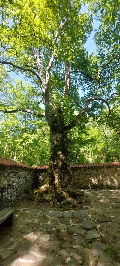 The image depicts a large, mature tree adjacent to a stone wall, likely in a natural setting. The tree has thick branches covered in lush green leaves, with some visible blue sky peeking through the foliage. The tree trunk is rugged, covered in moss, and appears aged. Next to the tree is a stone wall, built from uneven stones. The wall has a tiled roof and shows signs of age and weathering, with moss and dirt accumulation. The ground is covered in stone slabs. The location is likely Бачково, Bulgaria, given the prompt's specification. The scene suggests a park or historical site where the natural environment blends with human-built structures. There are no people visible in the image.