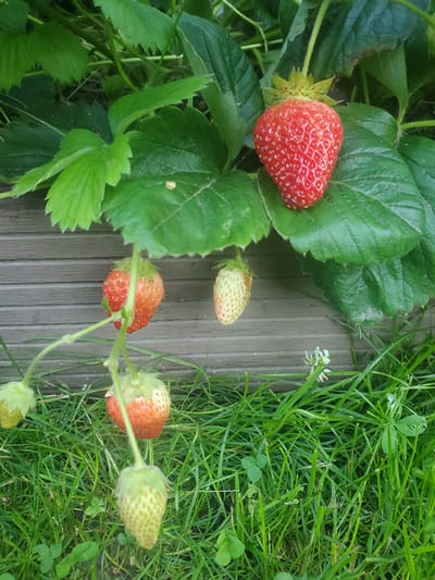 The image shows a close-up of a strawberry plant growing outdoors. Several strawberries are visible, in various stages of ripeness, ranging from pale green to bright red. Some have small white flowers in the background. The plants are growing near a wooden structure and lush green grass. There are no people or animals in the image. The location is described as being in the city of Chornomors'ke, Ukraine.