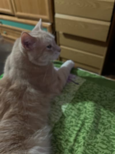 The image shows a light orange tabby cat lying on a green patterned blanket. The cat is in the foreground and is mostly in focus, with its head turned to the right, looking out of frame. Its paws are visible, with one white paw extended. In the background, out of focus, are wooden cabinets with several drawers, one of which has a teal-colored front. The scene appears to be indoors, likely in a bedroom or living area. There is no indication of the city of Móstoles, Spain, or any other specific location.