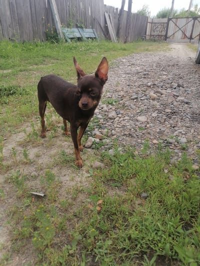 An outdoor scene shows a small, brown dog standing on a dirt and gravel path in a yard. The dog is facing the camera with its ears perked up. Behind the dog, a weathered wooden fence runs across the background, with a large metal gate visible to the right. The ground is covered with sparse green grass and scattered pebbles. A small plant with yellow flowers is growing near the dog's front paws. The area appears to be a rural or semi-rural setting, possibly in the city of Novopokrovka, Russia, given the presence of a wooden fence and rustic gate. The lighting suggests it is daytime, with overcast or diffused sunlight.