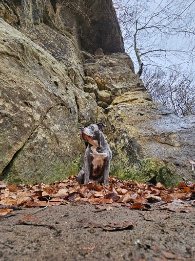 A grey and white American Bully type dog is depicted seated on a dense bed of damp, brown fallen leaves. The dog is positioned in the midground, looking upwards and to its left. Directly behind the dog, a substantial rock formation, characterized by textured surfaces, cracks, and varied coloration ranging from light brown to grey-green, rises vertically and dominates the background. Above and to the right of the rock formation, sparse, leafless deciduous tree branches are visible against an overcast, light grey sky. The immediate foreground consists of dark, damp soil interspersed with scattered fallen leaves. The scene is located in Waldbillig, Luxembourg.