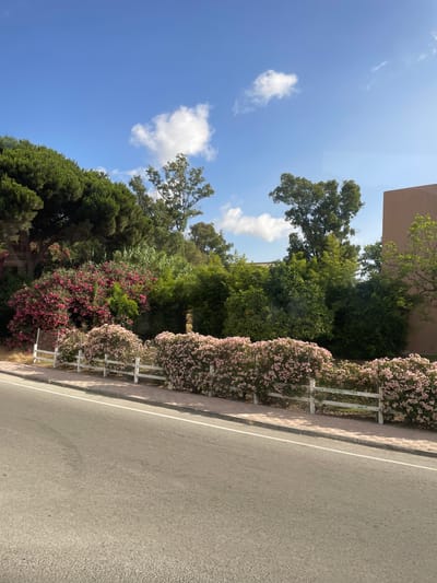 The image depicts a street scene in Los Barrios, Spain, on a bright, sunny day. The foreground is dominated by a paved road with a white dividing line, suggesting it is a typical urban or suburban street. To the left of the road, a sidewalk is lined with a white metal fence, behind which a vibrant display of blooming bushes can be seen. These bushes are covered in small, delicate pink flowers, creating a cheerful and colorful border.

Further back, a dense arrangement of various green trees and foliage creates a lush, natural backdrop. The trees vary in size and shape, with some appearing taller and more established, while others are part of a thicker undergrowth. A hint of a light brown building is visible in the upper left portion of the image, partially obscured by the trees and the bright sky.

The sky is a clear, brilliant blue with a few scattered white clouds, indicating fair weather. The sunlight casts distinct shadows, suggesting it is likely midday or early afternoon. There are no people or specific activities visibly taking place, lending the scene a peaceful and serene quality. The overall impression is one of a well-maintained street or pathway bordered by abundant natural beauty, characteristic of a warm climate. No visible text is present in the image.
