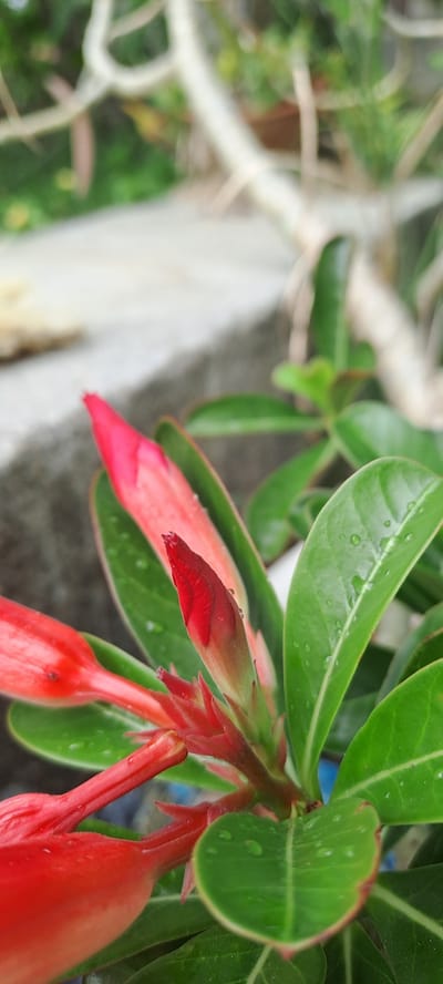 A close-up, vertical shot shows bright red Adenium flowers and green leaves. The flowers are in various stages of bloom, with some closed buds and others partially open. Tiny water droplets are visible on the leaves, indicating recent rain or watering. The background is blurred, suggesting a shallow depth of field, but hints of a gray concrete structure and foliage can be seen. The image appears to have been taken outdoors in Meunasahmeucap, Indonesia, given the plant type and likely climate. There are no people or animals visible in the frame. The lighting suggests it is daytime.