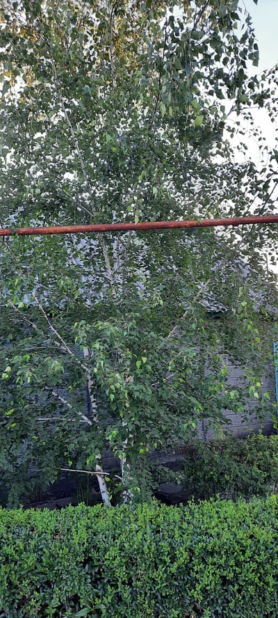 In Shakhty City District, Russia, an outdoor, ground-level shot captures a birch tree with white bark and green leaves, situated behind a dense, well-maintained green hedge. A rusty horizontal pipe runs across the mid-upper portion of the frame, partially obscured by the tree's foliage. The background features a building with a textured, gray facade. The lighting suggests it is daytime, with natural light illuminating the scene.