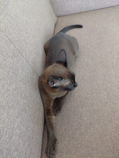 A brown Burmese cat is lying on a textured beige sofa, its body stretched out diagonally across the frame. The cat's head is turned to the right, with its eyes partially closed. Its front left paw is extended forward, with its claws retracted. The cat's tail curves upwards and to the right, with the tip blurred due to motion. The sofa is well-lit, with a soft shadow cast by the cat. The background is a plain beige color, with a faint pattern of threads visible in the fabric. There are no people or other objects visible in the image. The scene appears to be indoors, likely in a living room. No specific location within Novo-Biyskoye, Russia can be determined from the visual information provided.