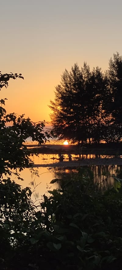 The image shows a sunset over a body of water, likely an estuary or shallow sea, in Kruengno, Indonesia. The sun, a vibrant orange orb, is partially obscured by the dark silhouettes of trees along the shoreline. The sky transitions from a pale yellow near the horizon to a muted grey higher up. The water reflects the warm hues of the sunset, creating shimmering patterns. In the foreground, the dark foliage of trees frames the scene, with their leaves and branches creating a natural border. The overall atmosphere is serene and natural, capturing a moment of twilight in a coastal environment.