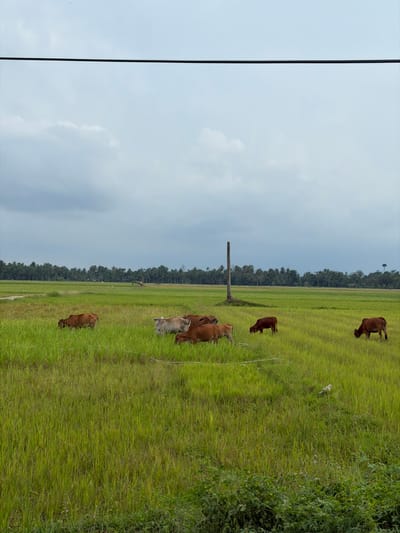 The image displays a rural landscape in Keudekarieng, Indonesia, under an overcast sky with visible clouds. A single black power line extends horizontally across the top of the frame. The primary subject is a large, vibrant green field, consistent with a rice paddy, populated by six cattle. Five of the cows are brown, varying in shade, while one is light tan or off-white. The animals are actively grazing on the vegetation; four are clustered near the center-left, one is positioned further left, and another further right. A tall, bare, dark-colored tree trunk or pole stands vertically in the mid-distance, slightly to the right of the frame's center. In the background, a dense line of trees forms the horizon. The immediate foreground consists of darker, denser green vegetation. No human individuals or structures are visible within the scene.