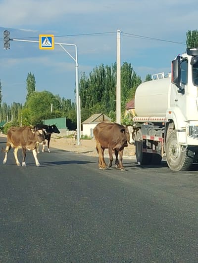 The image shows a road scene in Temir, Kyrgyzstan, on a clear day. A white tanker truck is stopped on the right side of the road, its large tires visible. In the foreground, two cows are crossing the road, one brown and white, and another brown. A black cow stands further back on the left side of the road. A pedestrian crossing sign with a blue background and a white pedestrian icon is mounted on a pole above the road, to the left of the tanker truck. A traffic light is also visible on the same pole, with three black lights. Trees line the background, and houses can be seen in the distance. The sun appears to be high in the sky, suggesting it is daytime. The scene appears to be a rural or semi-urban area, given the presence of livestock on the road and the type of buildings visible.