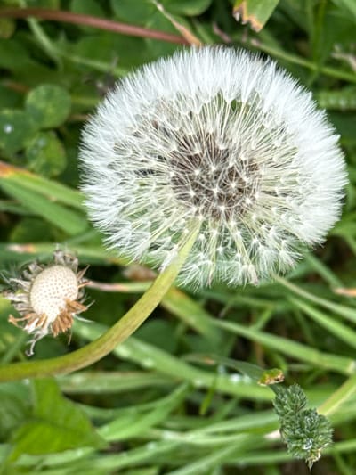 A close-up shot focuses on a fluffy dandelion seed head, its white filaments radiating outwards. To the left, a spent dandelion head, mostly devoid of seeds, reveals its dried, brown center. The background is a blur of green grass and leaves, suggesting an outdoor environment. There are no people or animals visible in the image. The lighting appears to be natural daylight, casting soft shadows. The image is a still photograph with no discernible action or interaction. There is no information available to determine the specific location of Kuril'sk, Russia.