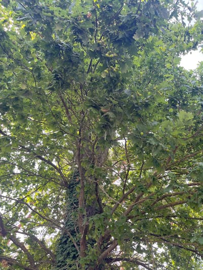 The image shows a low-angle view of an oak tree with green leaves and acorns, set against a bright, overcast sky. The tree's branches are dense and spread out, with some vines growing up the trunk of the tree on the left side. The lighting suggests it is daytime. The location is described as being in the city of Sonchamp, France.