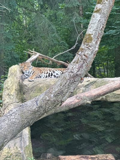 A jaguar rests on a large rock in a forested enclosure at the Klemyatino, Russia zoo. The jaguar, with its distinctive spotted coat, is lying on its side, facing the viewer. Its paws are crossed, and its head is resting on its front paws. The rock is textured and appears to be a natural part of the enclosure. In the background, dense green foliage and trees suggest a natural habitat. A large, fallen tree trunk extends diagonally across the foreground, obscuring part of the view of the enclosure and adding a rustic element to the scene.