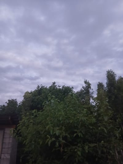 This image captures a segment of the sky above a dense canopy of green foliage. The sky is filled with a layer of overcast clouds, exhibiting a muted purple-grey hue. Below the sky, the tops of trees dominate the frame, with their leaves forming a thick, verdant mass. To the left, a portion of a wooden structure with a shingled roof and grey siding is partially visible, suggesting it is an outbuilding or a section of a house. The lighting is dim, indicative of either dawn, dusk, or a heavily clouded day. No people or animals are present in the image. The scene appears to be located in a natural or semi-natural environment, possibly a backyard or garden area within the city of Auk, Kyrgyzstan.