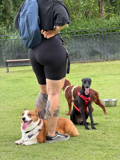 A person wearing a black cropped t-shirt, black bike shorts, and a blue backpack stands in a grassy outdoor area. The person has tattoos on their legs. Two dogs are present: a corgi lying on the grass in the foreground and a black greyhound mix sitting behind it, wearing a red harness. A brown dog is partially visible behind the greyhound. A metal bowl is to the right of the dogs. In the background, there is a black metal fence, trees, and a wooden bench. The scene appears to be a park or dog-friendly area in Tha Sala, Thailand.