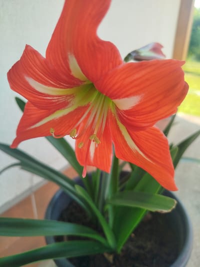 The image shows a close-up of a vibrant orange amaryllis flower in full bloom. The flower has large, trumpet-shaped petals with striking white and pale green stripes running down their centers. The stamens are visible, tipped with yellow anthers. The flower is set against a backdrop of lush, dark green leaves and is potted in a dark gray container filled with soil. The setting appears to be outdoors, possibly on a patio or balcony, with a blurred background of greenery and a wall or building. The lighting suggests it is daytime, with natural light illuminating the flower. No text is visible in the image. The scene conveys a sense of natural beauty and the vibrancy of the plant. The location context is MZ Petrov Gaj, Bosnia and Herzegovina.