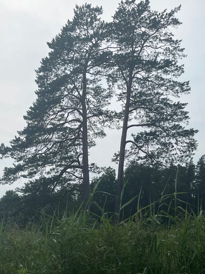 The image depicts two tall pine trees dominating the frame, silhouetted against an overcast sky. The trees are positioned centrally, with their branches reaching outwards and upwards, their dark green needles creating a dense canopy. In the foreground, tall green grass and reeds are visible, partially obscuring the lower portions of the trees and the background forest. The background consists of a dense, dark green forest line. The scene appears to be a natural setting, possibly a park or a wild area on the outskirts of Vangaži, Latvia. There are no people or animals visible in the image. The lighting is diffused and even, consistent with a cloudy day.