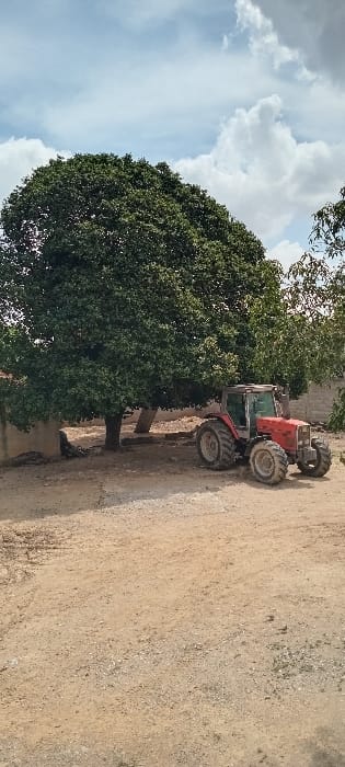 A red tractor sits beside a large, leafy tree, positioned on a sandy, dirt-covered surface. The tree's canopy extends toward a partly cloudy sky. The tractor is partially obscured by the tree's foliage. The scene suggests a rural or agricultural setting, with the tractor likely used for farming or land maintenance.