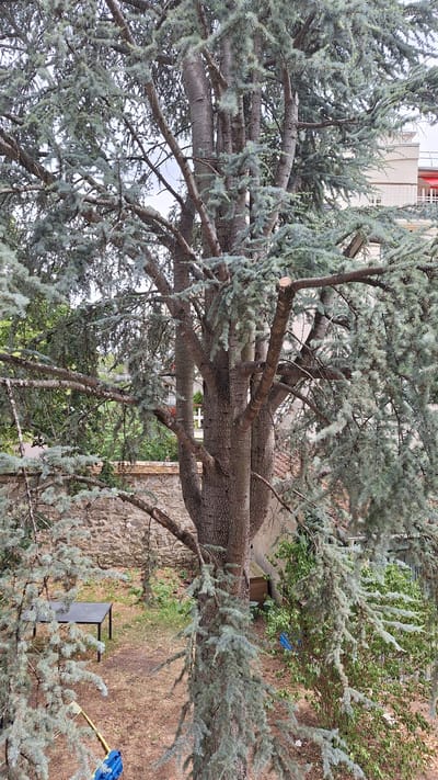 This is a medium-angle, eye-level, full shot of a large, mature cedar tree in an outdoor setting, likely a garden or courtyard, in Fontainebleau, France. The tree's trunk is thick and textured, with multiple branches extending outwards and upwards. The foliage is dense and a dusty, blue-green color, characteristic of a cedar tree. Some branches have been recently pruned, evident by the clean cuts on them.
In the background, a stone wall runs horizontally across the frame, suggesting it delineates a property boundary or a garden feature. Behind the wall, more greenery is visible, including bushes and trees. To the right of the cedar tree, a light-colored building with visible windows and a red roofline is partially obscured by the branches. The ground beneath the tree is covered with dry leaves and dirt. On the ground, to the left of the tree and partially visible under the branches, is a dark, rectangular table. Further to the left and slightly behind the table, a yellow tool, possibly a rake, and a blue object, perhaps a bucket, are on the ground. The overall lighting suggests an overcast day.