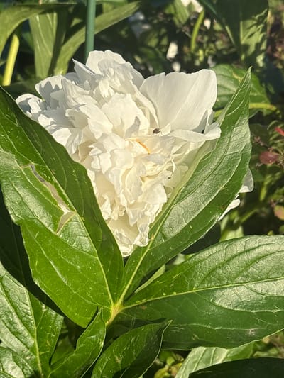 A close-up shot captures a white peony flower with ruffled petals, partially obscured by lush green leaves. A small, dark insect is perched on one of the petals. The background is blurred, suggesting a garden setting. This image was taken in Sovkhoza "Razdol'e", Russia.