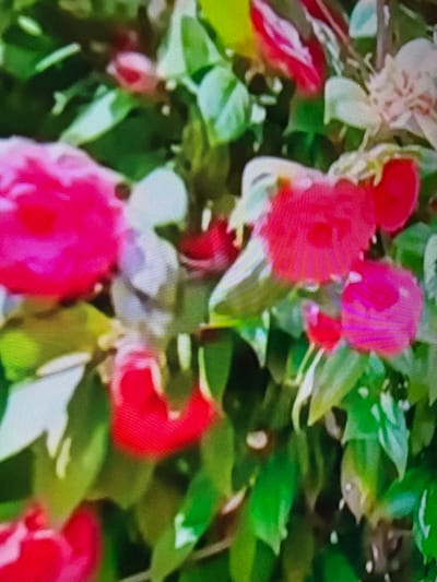 The image is a close-up, pixelated photograph of bright pink and red flowers with green leaves. The flowers appear to be in bloom and are densely clustered together. The lighting suggests it might be daytime. There are no people or discernible objects other than the flora. The image is too abstract to provide specific details about its location in Çiğli, Turkey, or any context beyond the visual elements of the flowers and foliage.