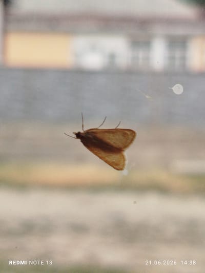 A small, brown moth is in focus, clinging to a glass surface. The moth is positioned centrally in the frame, angled to the left, with its wings slightly spread. Its body and wings are a warm brown color, and its antennae are visible, extending forward. The background is blurred, showing a horizontal band of light yellow, possibly a building or wall, above a muted gray-green area. There are two white, circular specks on the glass surface, one near the top right and another lower down and to the left of the moth. The lower portion of the image contains a timestamp and phone model: "21.06.2026 14:38" and "REDMI NOTE 13". The overall scene suggests an outdoor or indoor setting viewed through a window, with the city of Асан-Чек, Kyrgyzstan not being discernible from the visual information provided.