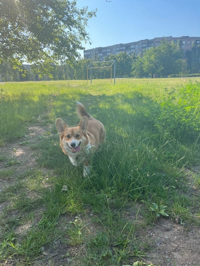 A medium-sized, tan and white Pembroke Welsh Corgi is walking towards the camera on a dirt path through a grassy field. The dog is in focus and appears to have a small white flower in its mouth. The background is a bright green field with tall grass on the right side of the path. Further in the background, a yellow and blue sports goal is visible, along with trees and a large, multi-story apartment building. The sky is clear and blue with the sun shining. The scene appears to be in an urban park or a field within the city of Bilenke, Ukraine.