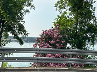 The image shows a view of the sea in Tar, Croatia, with a guardrail in the foreground. On the left and right sides of the frame are large trees with green foliage, partially obscuring the view of the sea. In the center, behind the guardrail, is a dense bush covered in small pink flowers. The sea is calm and light blue, and in the distance, a hazy coastline with buildings and trees is visible. The sky is overcast and pale. The guardrail is made of metal and has two horizontal bars. The ground in the foreground is paved with asphalt and there is a concrete curb.