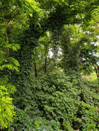 The image depicts a dense, overgrown natural scene with abundant green foliage. Two prominent trees are heavily entwined with climbing vines, creating a lush and wild appearance. The leaves are varied in shape and size, with some appearing lighter and brighter green, possibly indicative of younger growth or a different species, while others are a deeper, darker green. The overall impression is one of untamed nature. The scene is located in Katar-Yurt, Russia. There are no people or specific objects visible, only the natural environment of trees and vines.
