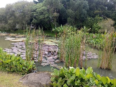 A tranquil pond scene unfolds, marked by an abundance of vegetation. Lily pads float on the water's surface, interspersed with clusters of tall, thin reeds. Lush green plants line the water's edge, framing the scene. In the background, a dense forest forms a verdant backdrop, contributing to the overall sense of natural serenity. A partially visible stone rests near the viewer.
