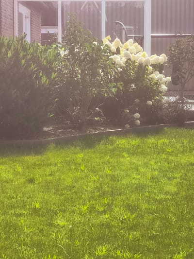 The image displays a garden scene. In the foreground, a lush green lawn is illuminated by sunlight, creating highlights on the grass blades. Behind the lawn, a border separates it from a garden bed. This garden bed features a dense arrangement of dark green shrubs on the left, transitioning to a large bush with clusters of creamy white flowers in the center and right. The flowers appear to be hydrangeas, with their characteristic large, pom-pom like blooms. Behind the flowering bush, a glimpse of a building is visible, with a brick wall on the left and large windows or glass doors reflecting the outdoor light. Further in the background, a corrugated metal fence or wall can be seen. The overall impression is a well-maintained private garden in a suburban or rural setting. The location provided is the city of Wervershoof, Netherlands.