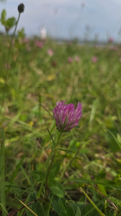 An extreme close-up shot focuses on a single, small, pink clover flower with light green leaves and stem. The flower is in the foreground, slightly off-center to the right. Behind it, the scene opens to a field of green grass dotted with more out-of-focus pink clover flowers. In the distance, the sky is a pale, overcast blue. The image appears to have been taken in Saulkalne, Latvia, an area known for its natural landscapes.