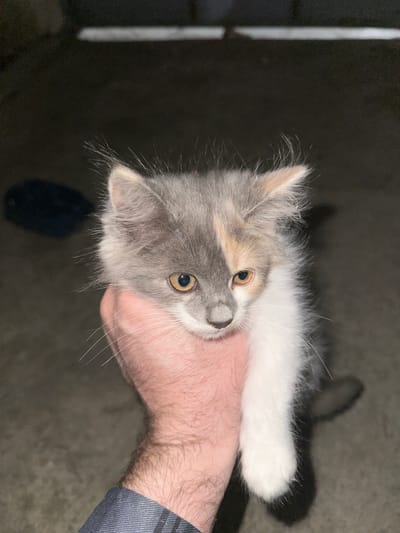 A person's hand is holding a small kitten. The kitten has fluffy gray, white, and orange fur. Its eyes are open and looking at the camera. The background is dark and out of focus. The scene appears to be indoors, possibly at night. The person's hand is visible, with skin and some hair. A glimpse of a blue, striped garment is visible on the person's arm. The lighting suggests it is not daytime. No text is visible.