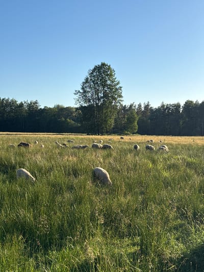 This media file depicts a pastoral scene in a grassy field in Attakas, Latvia. A flock of sheep is grazing in the field, which is bordered by a dense forest. The sky is clear and blue, suggesting a sunny day, likely in the late morning or early afternoon due to the bright lighting and shadows. The sheep are scattered across the field, with some clustered together and others more spread out. They appear to be peacefully grazing, with no discernible activity other than their natural behavior. The tall grass is a prominent feature, reaching up to the sheep's bodies in places, creating a natural and wild setting. The forest in the background provides a dark, green contrast to the sunlit field, and a large tree stands prominently in the middle ground. The overall impression is one of tranquility and a connection to nature, a common sight in rural Latvian landscapes. No text is visible in the image.