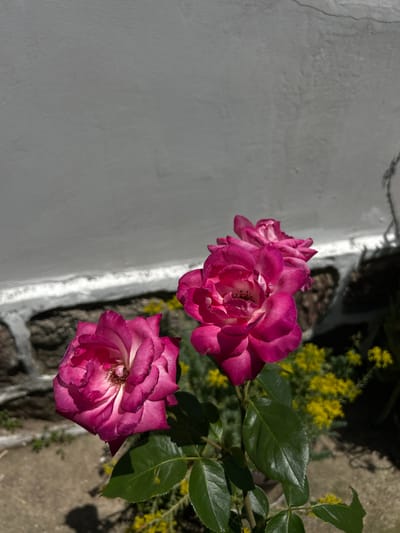 This is a close-up, eye-level, outdoor photograph of a pink rose bush with several blooming flowers. The roses are a deep pink with lighter pink or white edges, and they are in various stages of bloom. The background consists of a grey, textured wall and a stone wall with a white border. Small yellow flowers are visible in the lower right portion of the image. The scene is lit by natural sunlight, casting shadows on the ground. The location is identified as Belo pole, Bulgaria. There are no people or animals present.