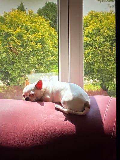 A white chihuahua with pink-tinged ears lies on a red surface, likely a sofa, in front of a window. Sunlight streams through the window, casting a shadow on the dog and the surface. Outside the window, lush green trees are visible, suggesting an outdoor environment. The image appears to be taken indoors, looking out. The dog is asleep or resting, with its eyes closed. The scene is brightly lit by natural light. There are no visible people or interactions.