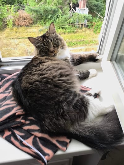 A fluffy, long-haired cat with tabby markings and white paws is lying on a windowsill. The cat is partially on top of a pink and black striped blanket. The windowsill overlooks a rural landscape with trees and some man-made structures in the distance. The overall scene appears to be a domestic setting in Veshenskaya, Russia.