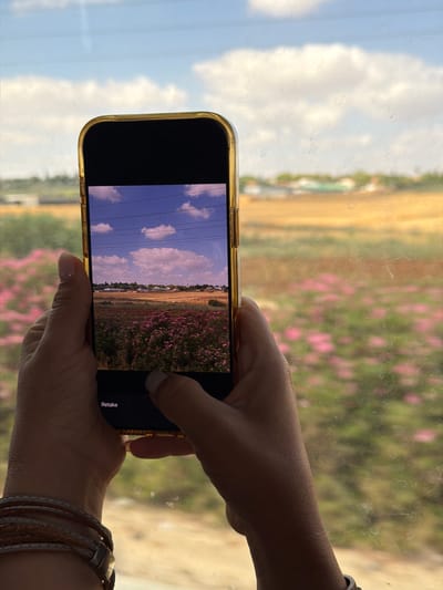 A person holds a gold-trimmed smartphone, capturing a photo of a rural landscape through a window. The phone displays a picture of a vast field with pink flowers in the foreground and a village in the distance, under a blue sky with scattered clouds. The person's hands are visible, with one thumb touching the screen and the other resting on the side of the phone. The person is wearing a bracelet made of leather and metal. The background, seen through the window, shows a blurry expanse of pink flowers and fields, and hints of buildings in the distance. The overall scene suggests a moment of capturing scenic beauty from a mobile device. The location is the city of Modi'in-Maccabim-Re'ut, Israel.