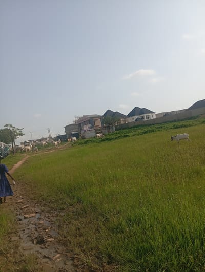 A muddy path winds through a grassy field in Karsana 2, Nigeria. A person in a blue dress walks along the path, carrying items on their head. In the background, a herd of white cows grazes in the field, with several cows in the distance near some buildings. The sky is clear and pale blue. The scene depicts a rural or semi-rural area with evidence of both human and animal activity.