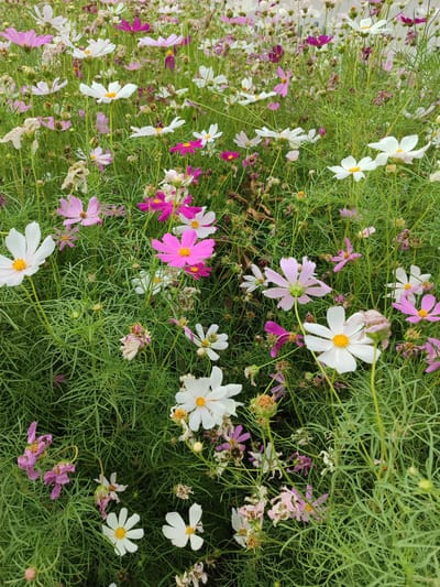 A medium-shot, high-angle photograph captures a dense field of cosmos flowers in Balkanabat City, Turkmenistan. The flowers, in shades of white, pink, and deep magenta, are interspersed with lush green foliage and some wilted blooms. The foreground features several prominent cosmos flowers, including a white one with a yellow center on the left, a pink one with a yellow center in the middle, and another white one with a yellow center slightly to the right. The background is a blur of more flowers and greenery, suggesting a large planting. The lighting is even, indicating an overcast day or late afternoon. No people or animals are visible in the scene.