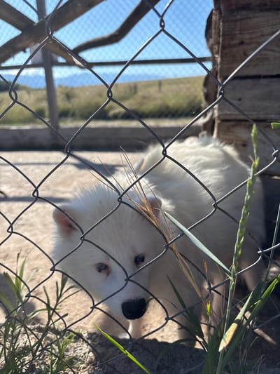 The image is a close-up, eye-level shot of a white, fluffy dog behind a chain-link fence. The dog's head is tilted slightly, and it appears to be looking directly at the camera with a curious or perhaps slightly sad expression. Its fur is thick and white, with some hints of pinkish tones on its ears. The dog's eyes are partially obscured by the fence, but appear to be light-colored. A black nose is visible. Blades of grass and dried stalks are in the foreground, partially obscuring the dog and the fence. The background is out of focus, showing a dry, dusty ground, and beyond that, a landscape with hills and a bright blue sky. The overall impression is that the dog is in an enclosure, possibly a kennel or a zoo. The location is not specified in the image.